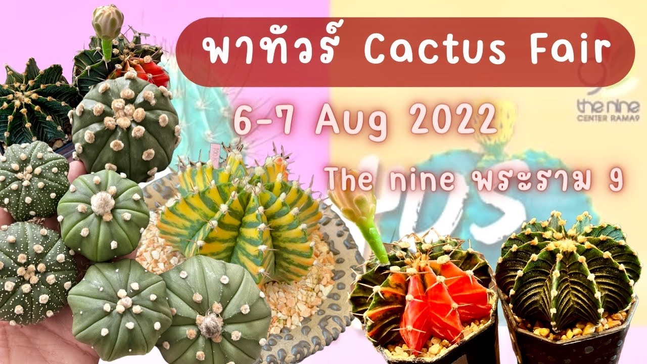 | Garden | พาทัวร์งาน Cactus Mania (แจกฟรีด้วย) @ The nine พระราม 9 | JᴅᴀʏSᴘʀɪɴɢ