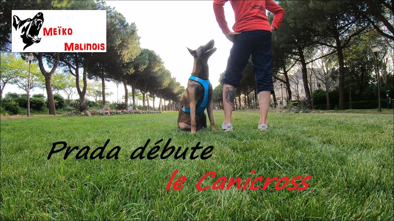 Courir avec son chien
