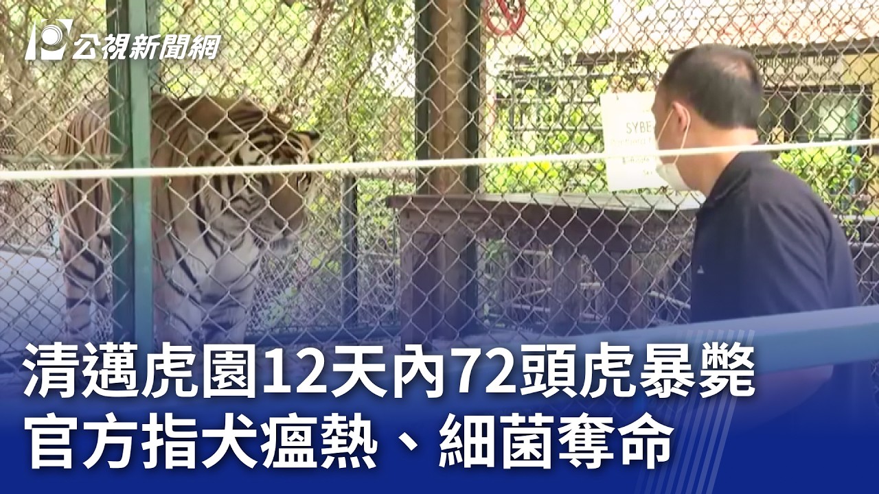 清邁虎園12天內72頭虎暴斃 官方指犬瘟熱、細菌奪命｜20260225 8點新世界