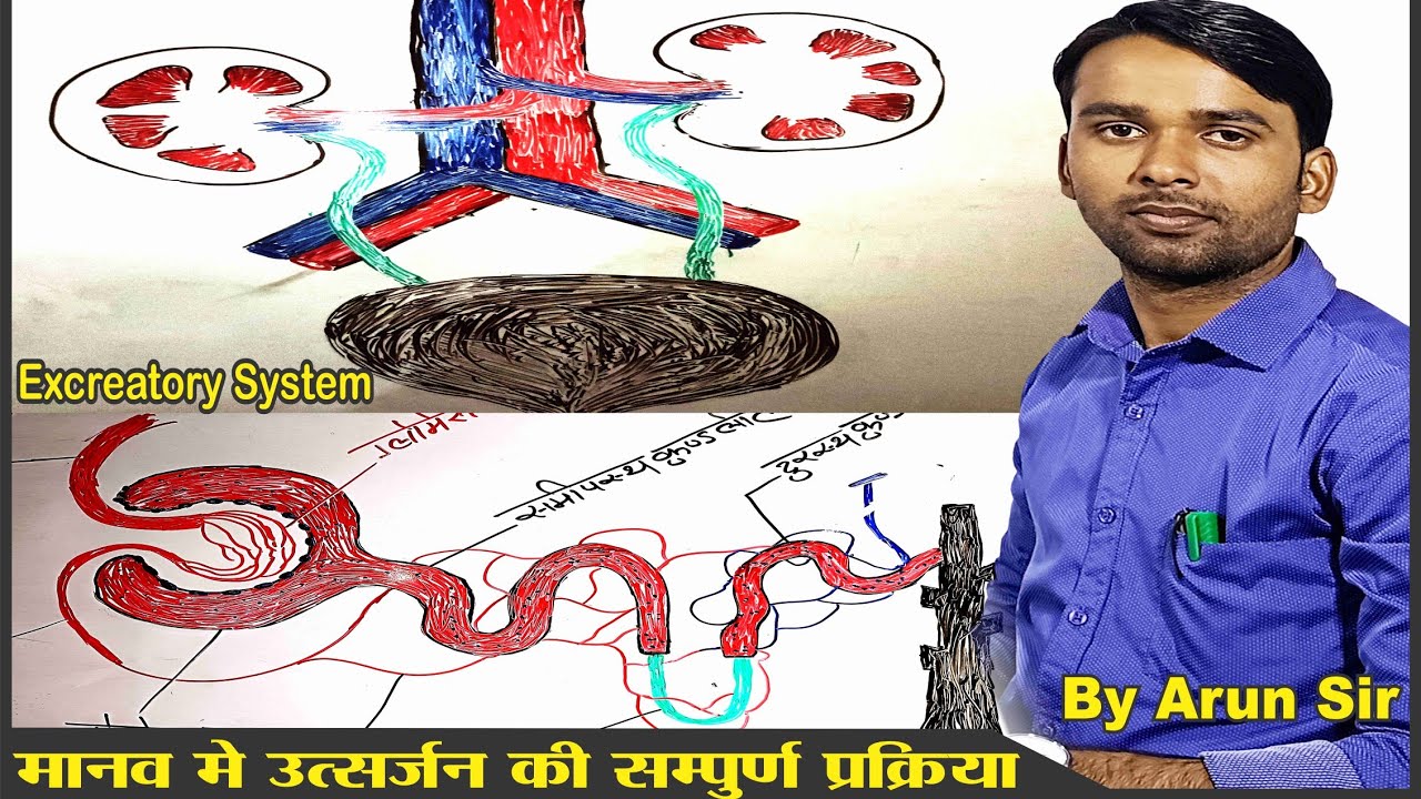 Excretory System/Nephron/Kidney/उत्सर्जन तंत्रlवृक्क की संरचनाl मूत्र निर्माण/Khan sir/ in hindi