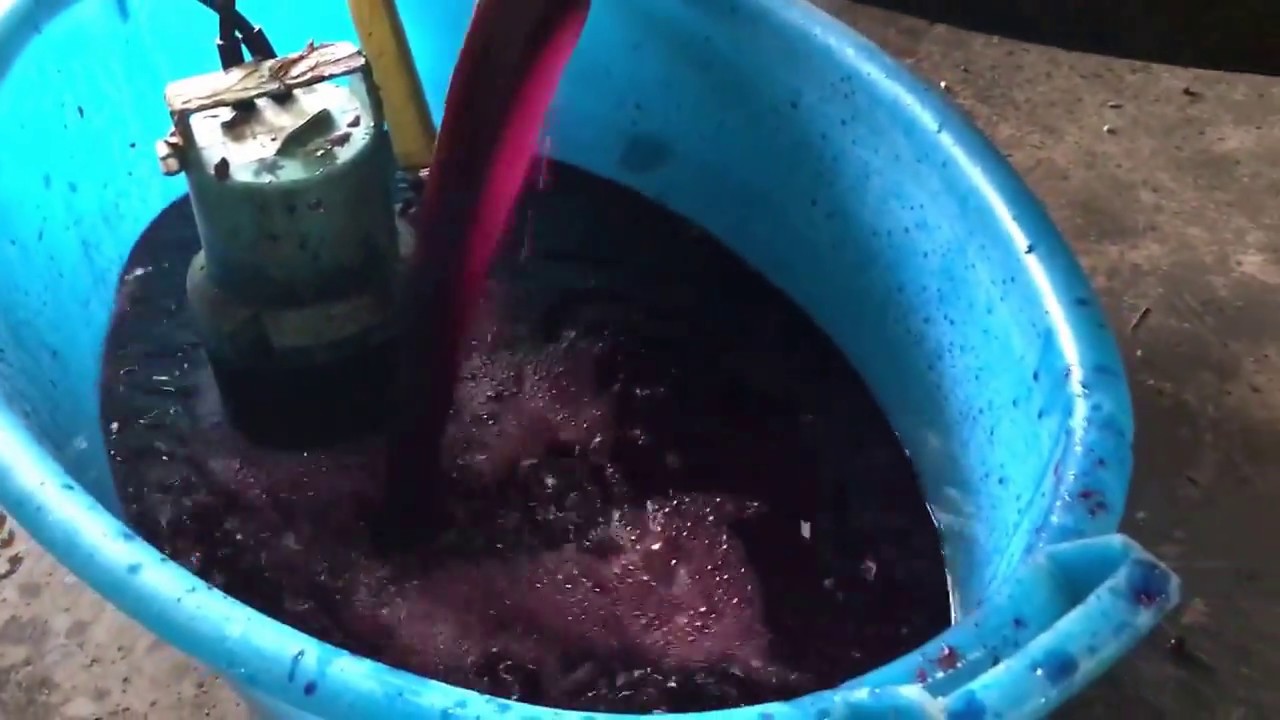 Pigiatura, fermentazione e pressatura del Vino Morellino tutto fatto come tradizione Vendemmia 2017
