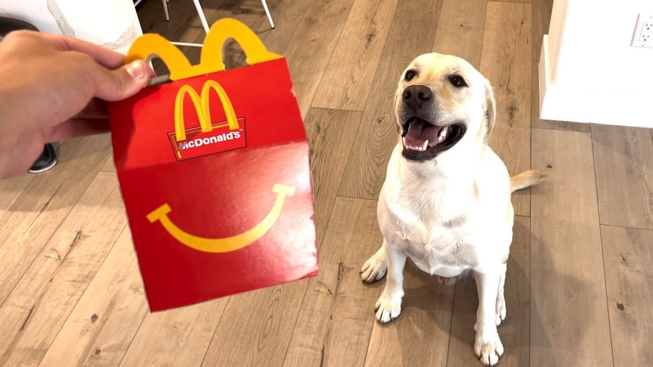 CUTEST LABRADOR MOMENTS OF 2023!!