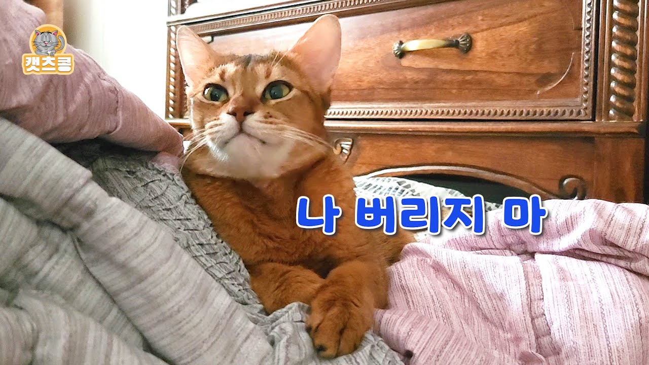잠잘 떄  집사 없으면 못 자는 고양이! 그런데 다 이유가 있었다/ 어미고양이가  물고 온 아기고양이는 지금 /고양이 턱드럼 관리/고양이 VLOG