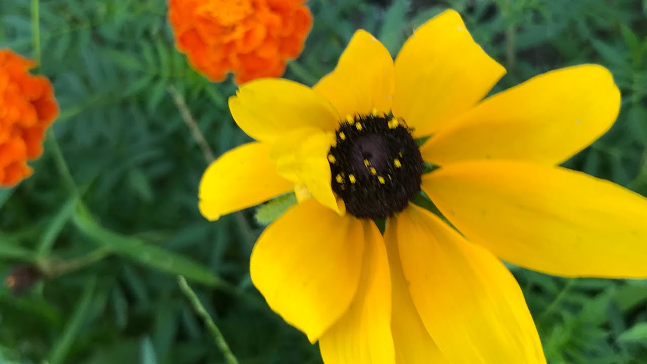 A Quiet Gallery of Flower Blooms (11 Minutes) — Part 2