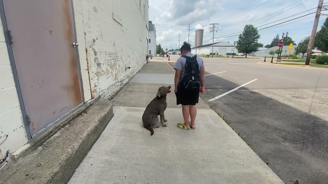 Bailey | 1 year old silver lab | Off Leash k9 Training