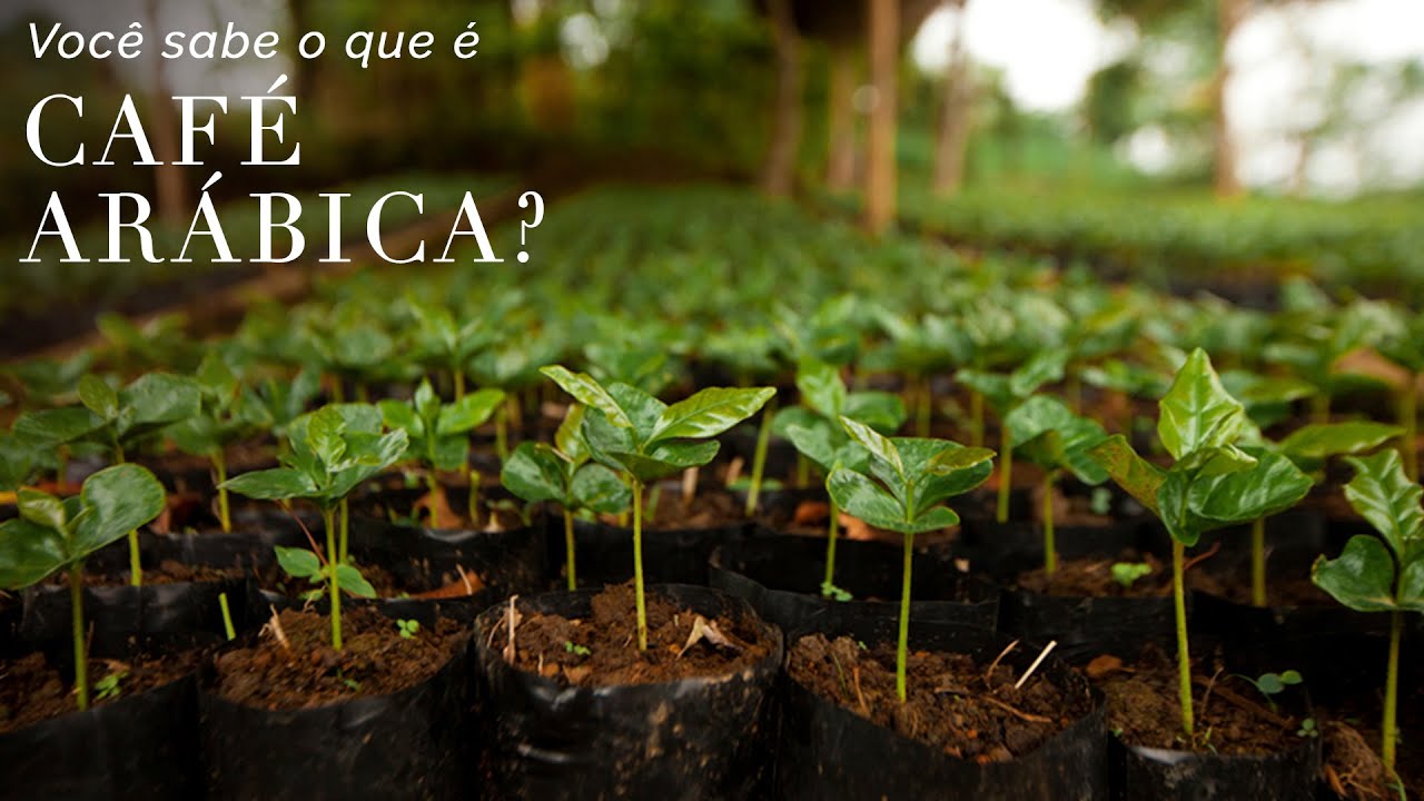 O que é CAFÉ ARÁBICA e ROBUSTA?