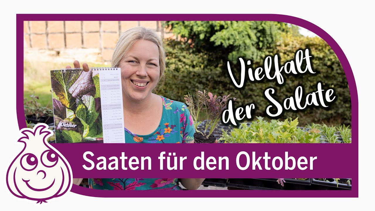 Letzte Aussaaten im Oktober | neue Wintersalat Sorte in der Aussaat