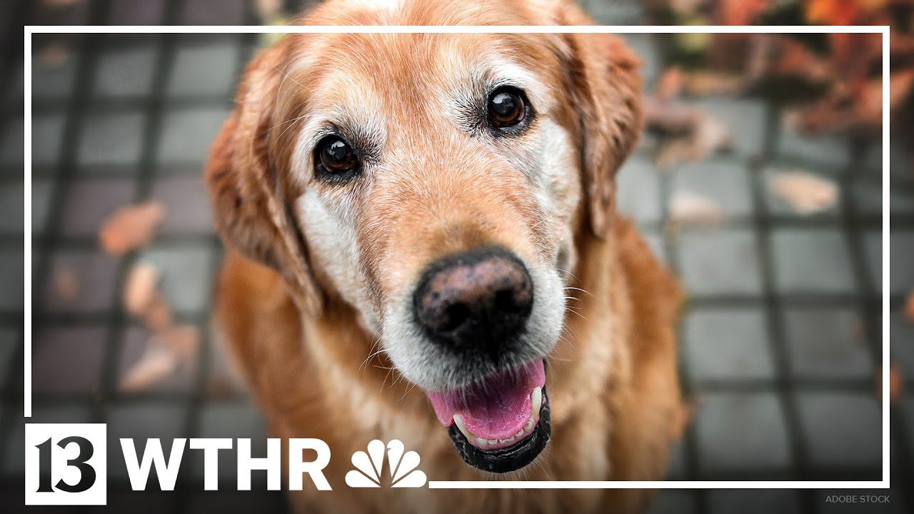 Company develops anti-aging pill for dogs