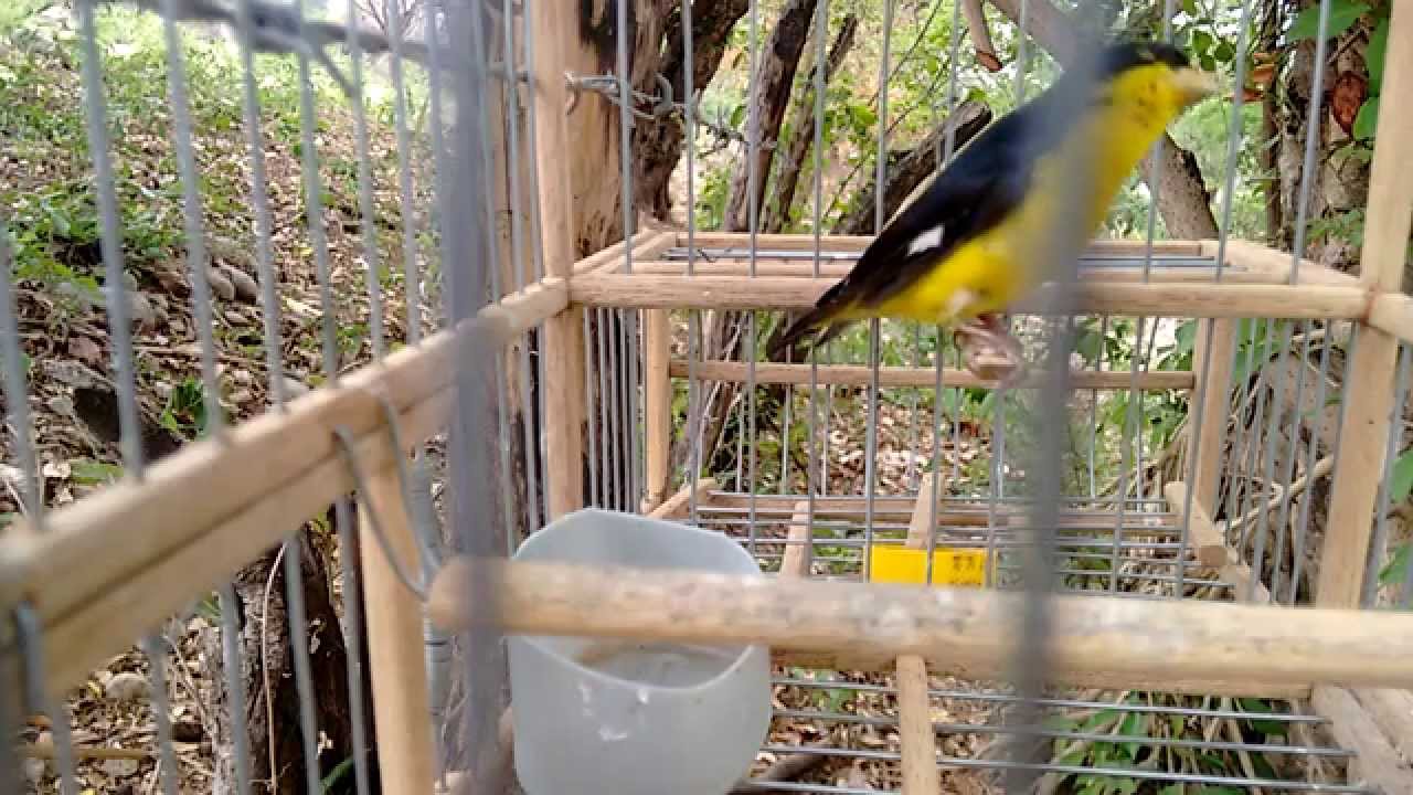 torbellino cantando fuerte.. hatonuevo la gu