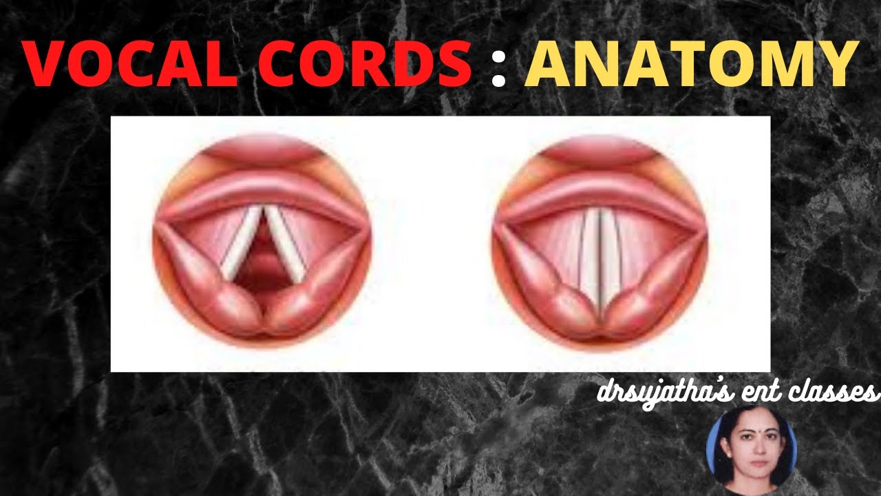 151.Anatomy of Vocal Folds 