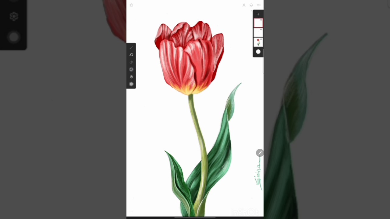 Realistic digital painting of Tulip Flower 