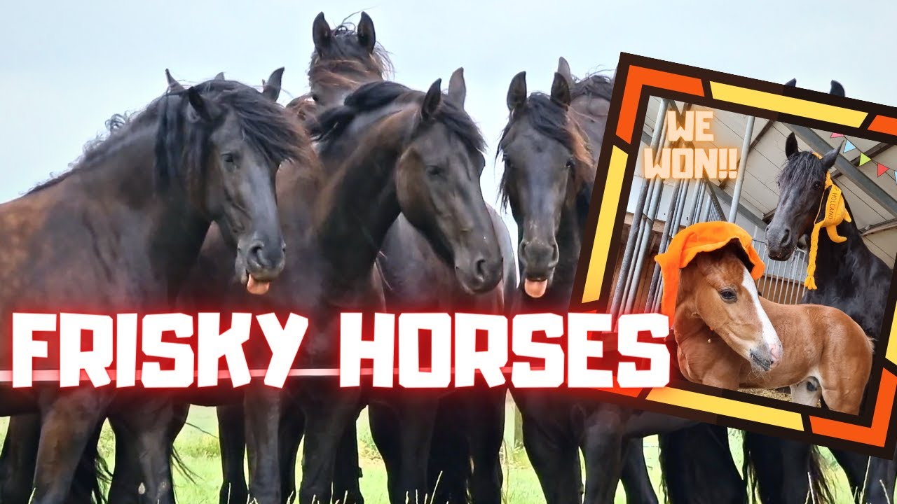 Frisky, bullying horses in the meadow. Horses and football | Friesian Horses