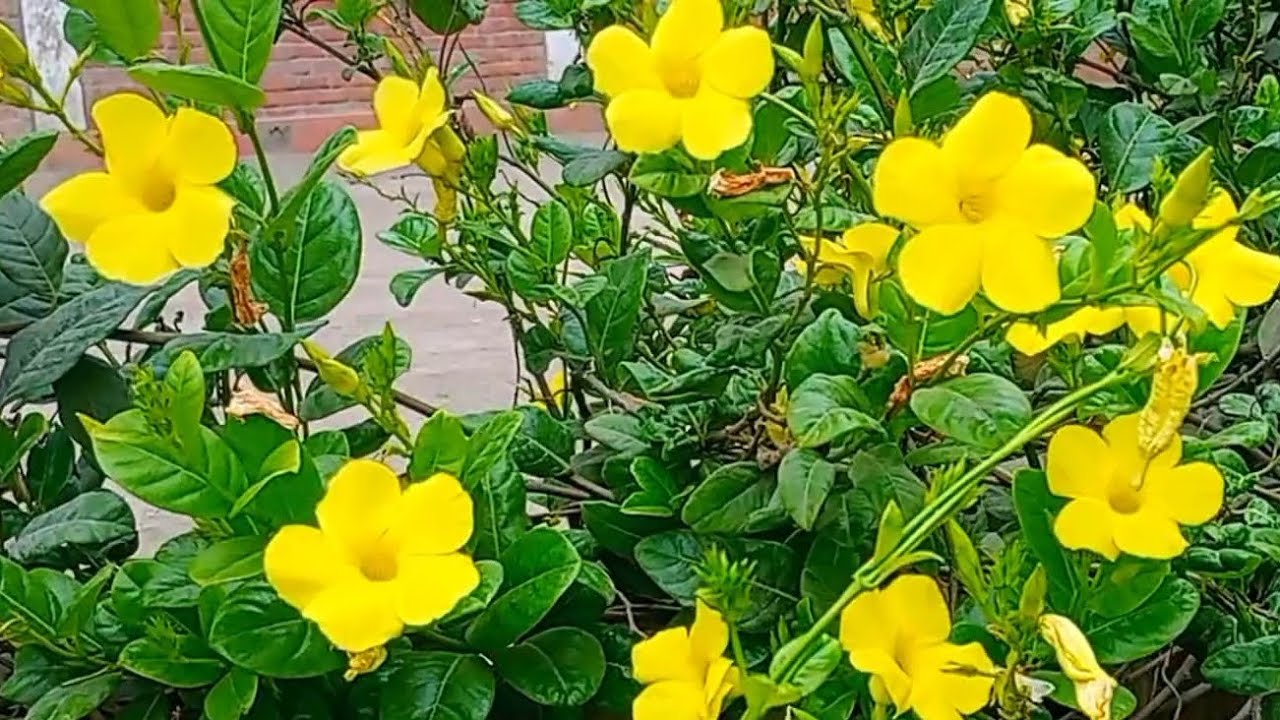 PLANTA COPA DE ORO.. DEMASIADO HERMOSA 💛#suscribete 