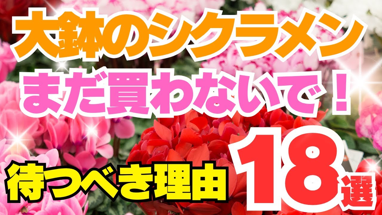 【後悔する前に】大鉢のシクラメンを「まだ買わない方が良い」18の理由
