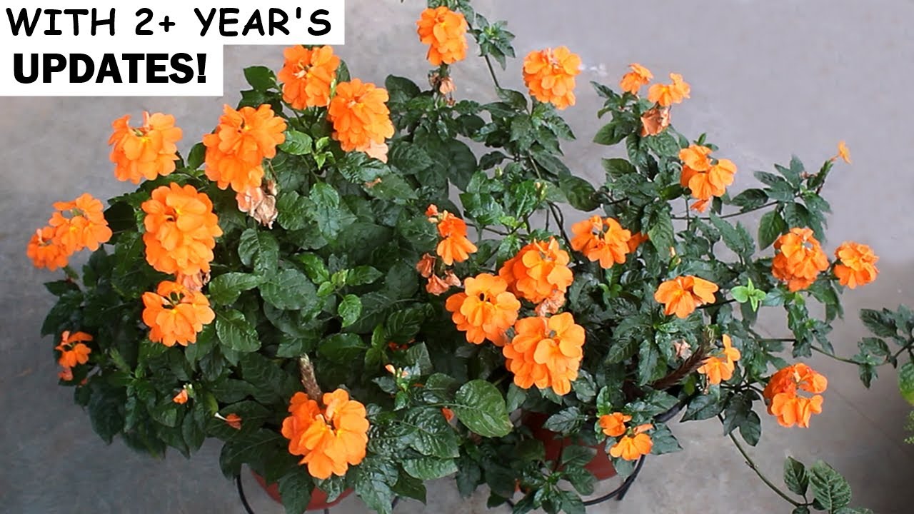RIGHT Way To GROW & CARE for Crossandra/Firecracker Flower