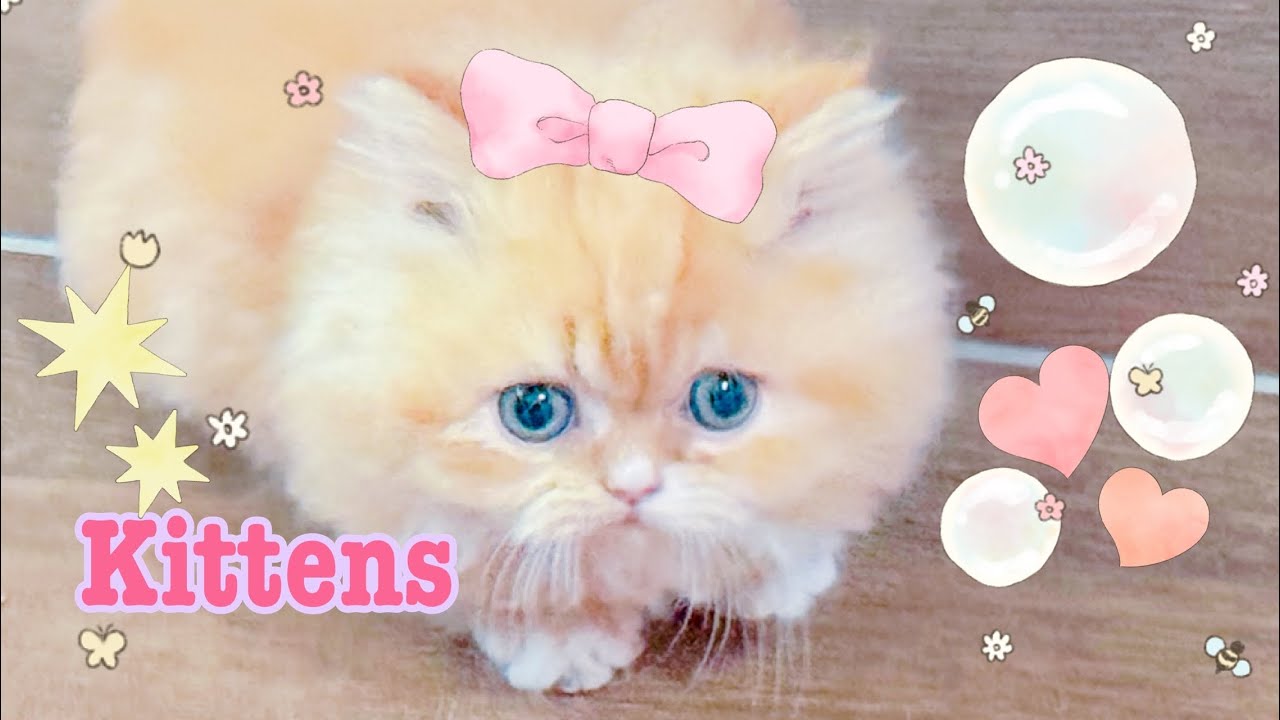 September 21, 2025 | 🍓Kittenberry Castle 🍓