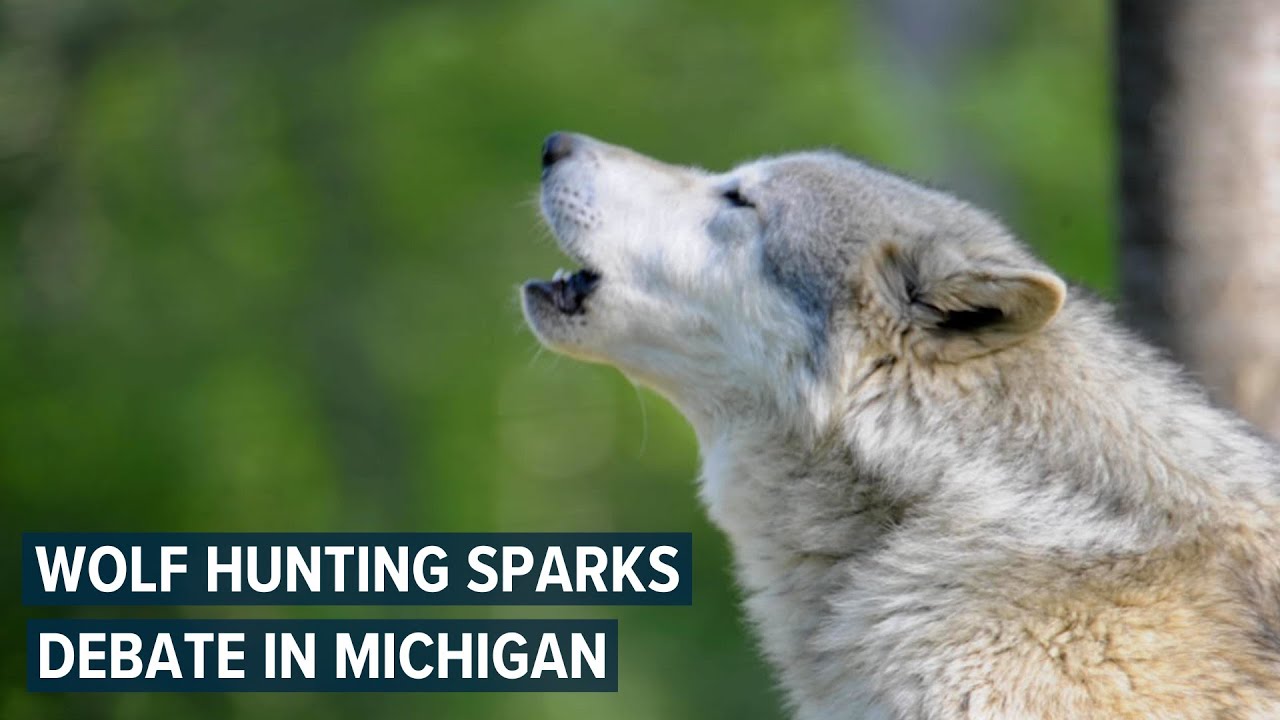 Who's Afraid of the Yooper Wolf?