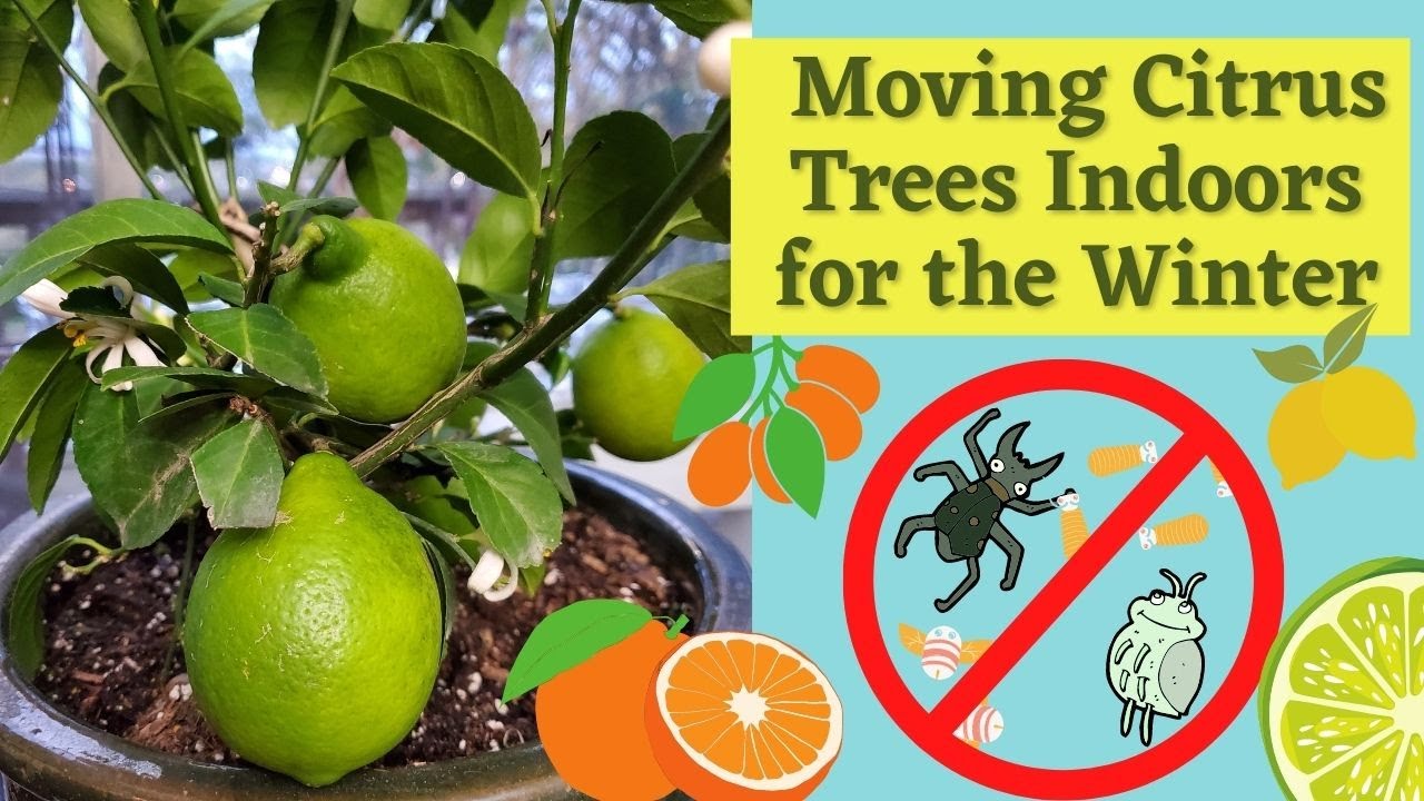 Moving Citrus Trees Indoors for the Winter #mamapolitte