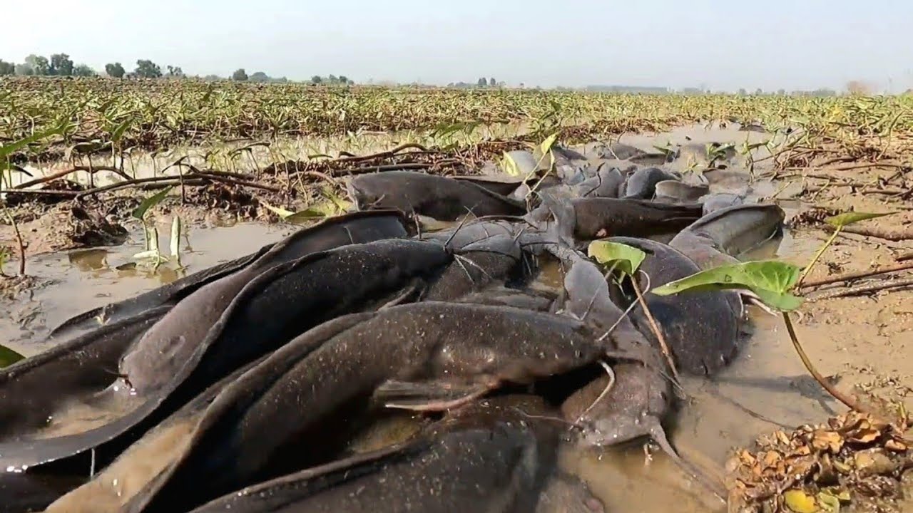 Amazing fishing  ! Catch a lot of fish by burning taro in the rice fields.