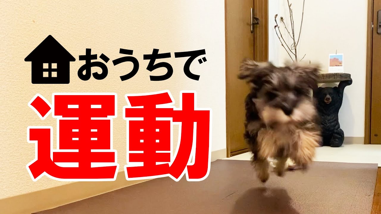 生後3ヶ月の子犬はどのくらい動き回るのか？【ミニチュアシュナウザー】