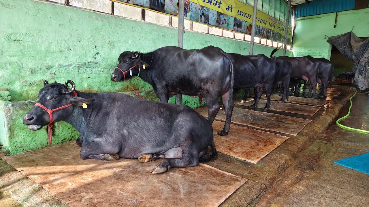 7 से 8 झौटी सेल के लिए मोनवीर कूडू डेयरी फार्म टिटोली रोहतक 