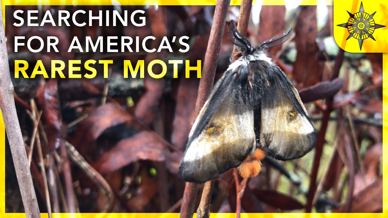 Searching For America's Rarest Moth