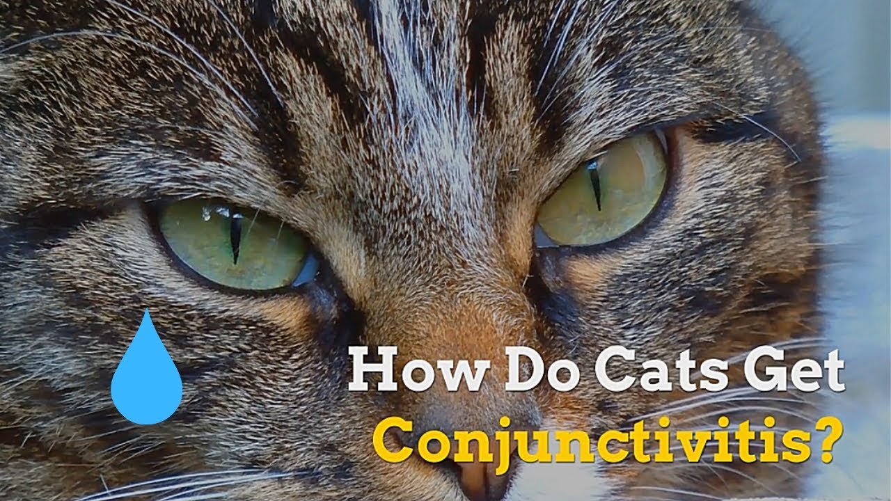 How Do Cats Get Conjunctivitis | Symptoms and Prevention