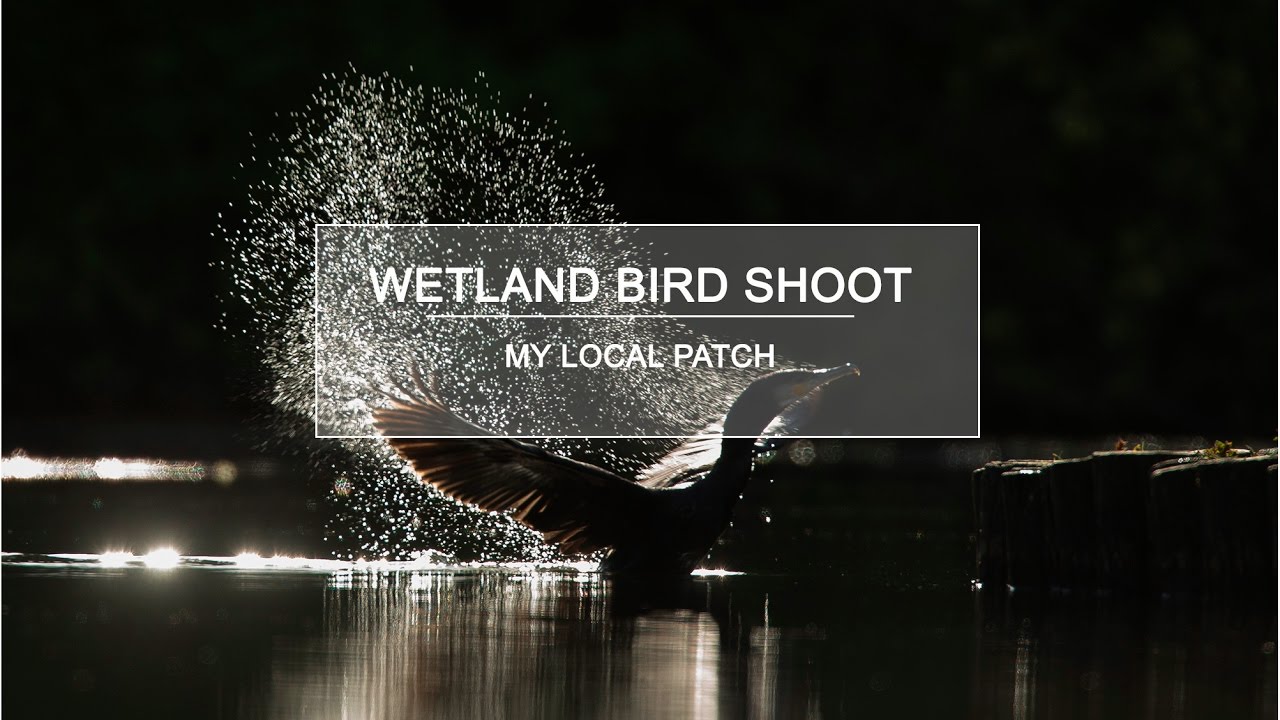Nature Photography - Wetland Bird Shoot - My Local Patch