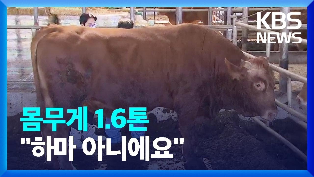 1.6톤 짜리 슈퍼 한우…일반 한우의 2배 / KBS  2022.10.12.