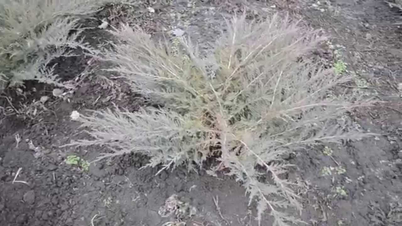 Садовый центр Агро24 | Можжевельник казацкий Tamariscifolia