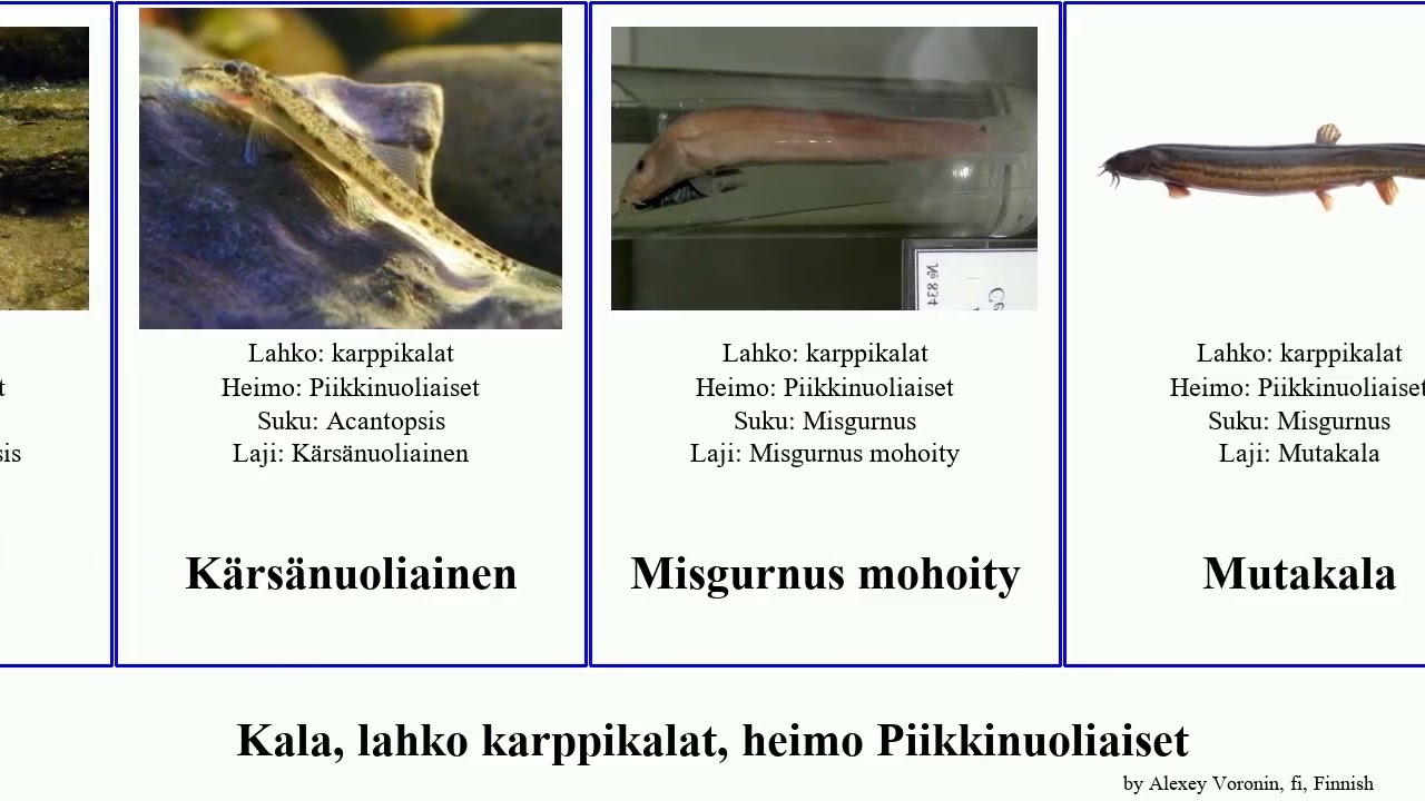 Kala, lahko karppikalat, heimo Piikkinuoliaiset fish oblonga Pangio Piikkisilm&auml; Cypriniformes Busy