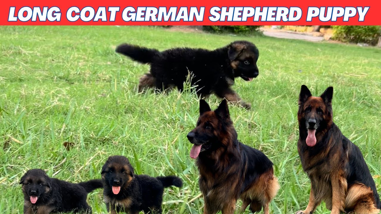 Long Coat German Shepherd Puppy || 7903135882 || Pet Shop In Ranchi || Gsd Long Coat #gsd