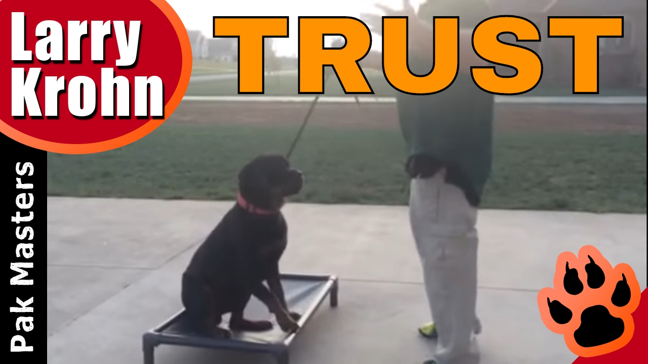 How to build confidence and trust with ANY DOG 🔹 Rottweiler Training