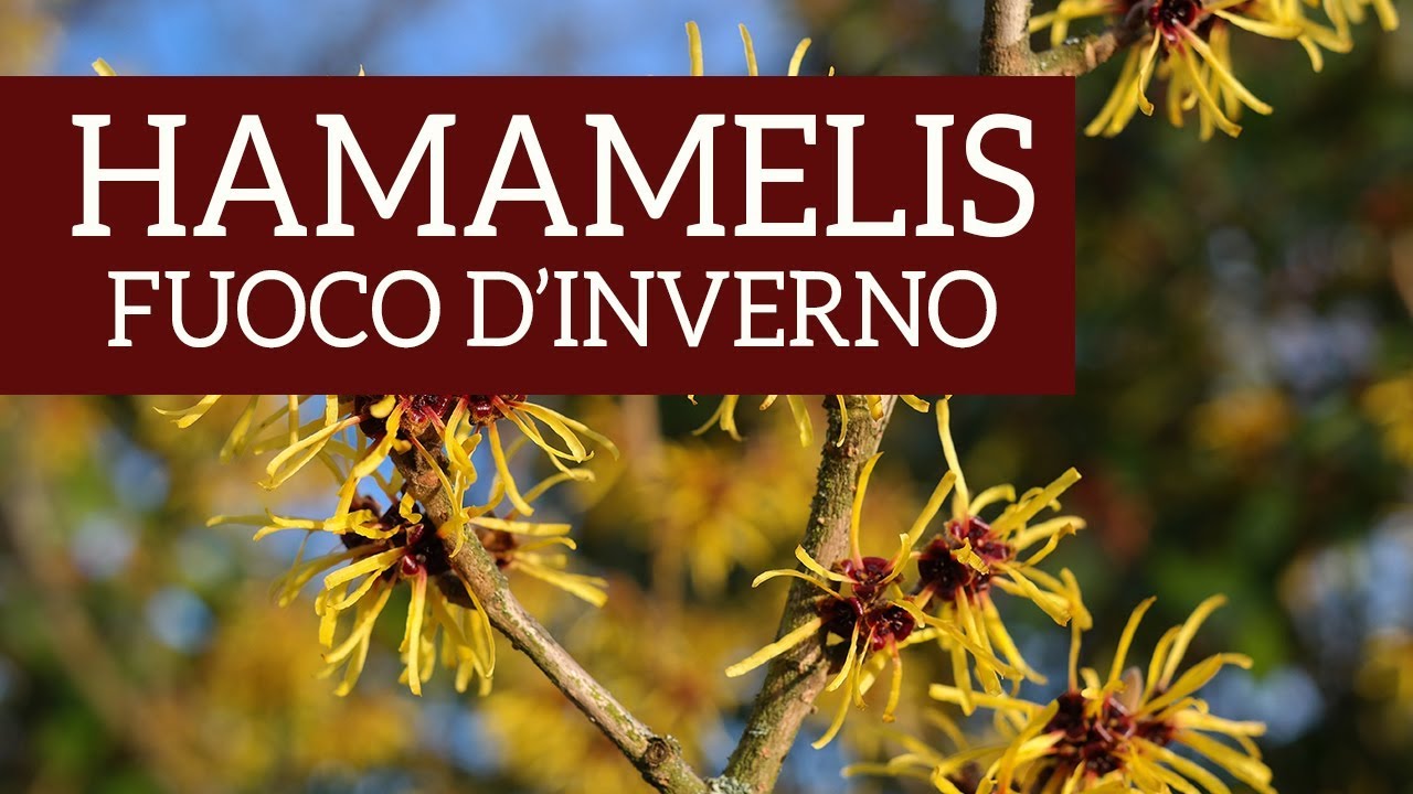 Hamamelis, fuoco d'inverno