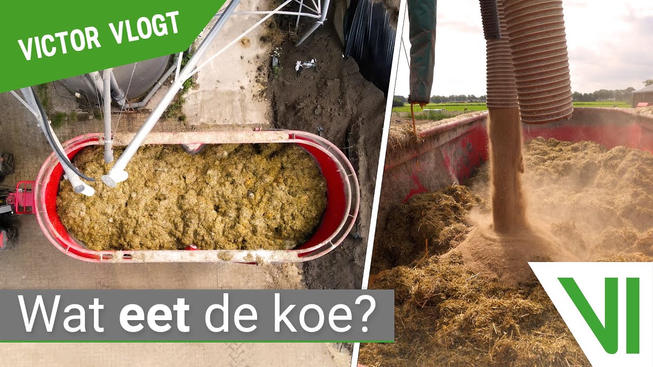 Koeien VOEREN & WEIDEGANG