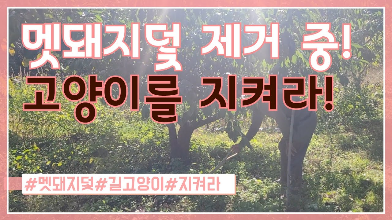 자유로운 영혼 우리 냐옹이들을 위해 멧돼지덫 제거에 나선 산만디집사~집사는 하루가 너무짧다   #길고양이#고양이일상 #새끼고양이