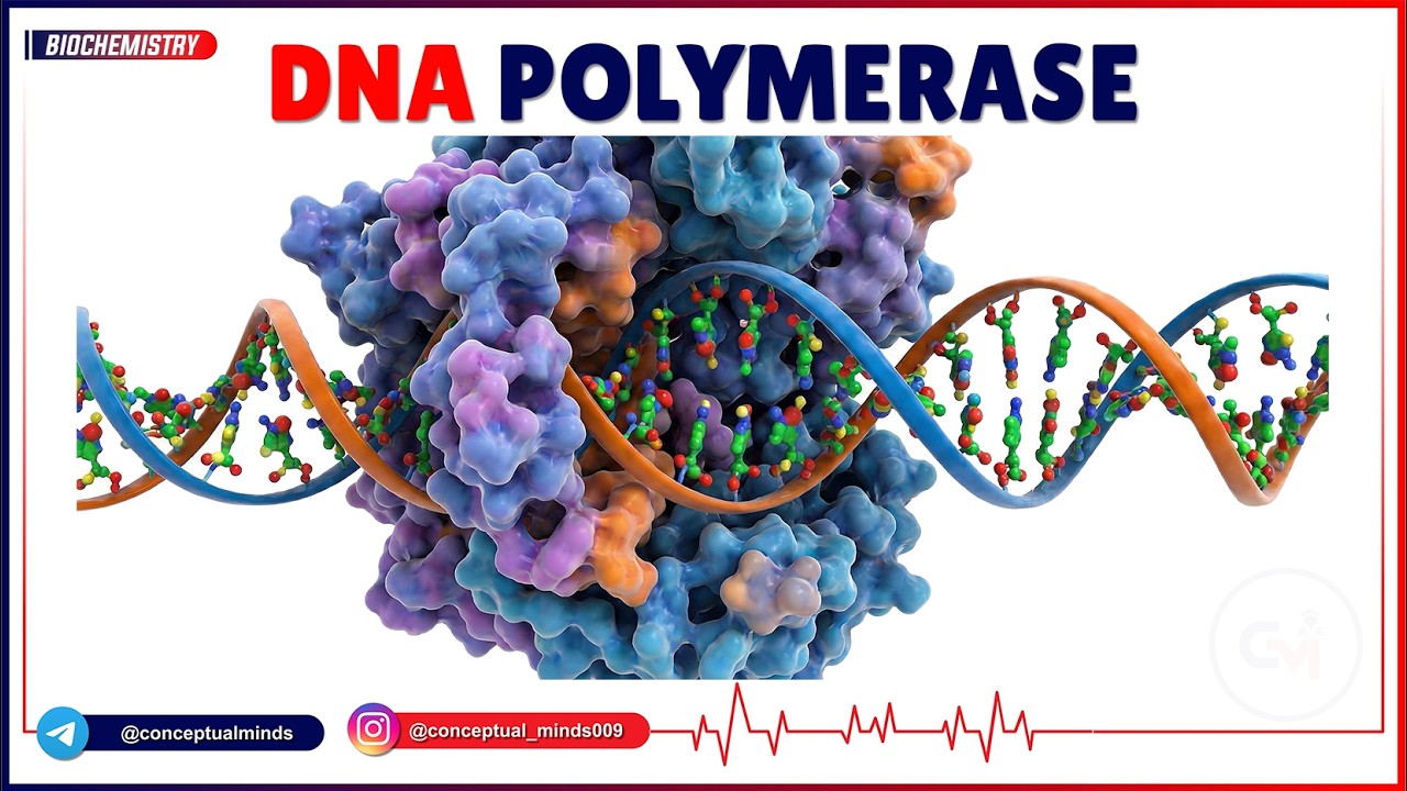 6. DNA Polymerase 🧬⚡ | Types, Functions & Proofreading | High-Yield USMLE Step 1