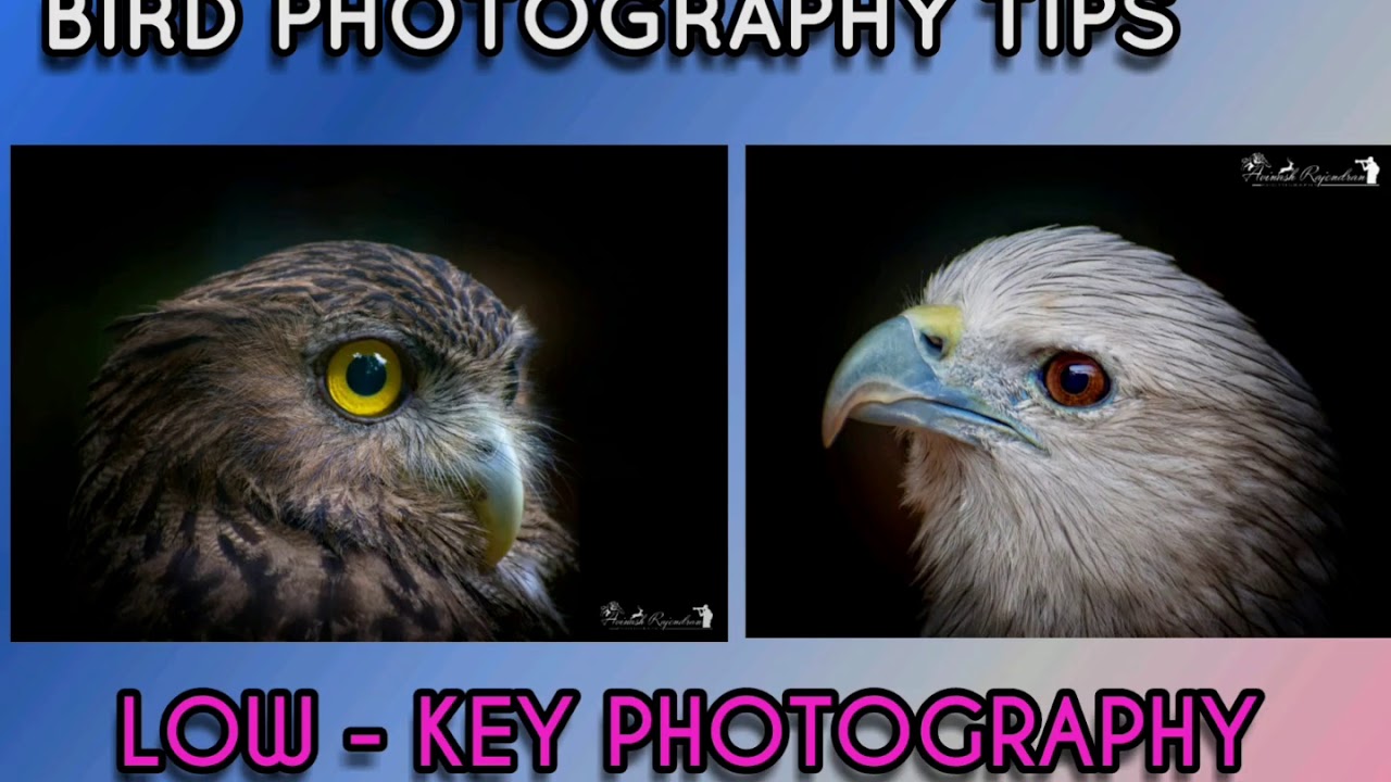 Low-Key Photography | Bird Photography tips malayalam