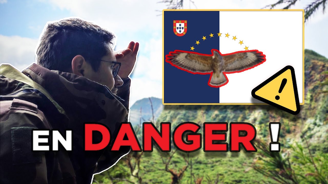 Le rapace emblématique du drapeau des Açores : l’histoire secrète des milhafres