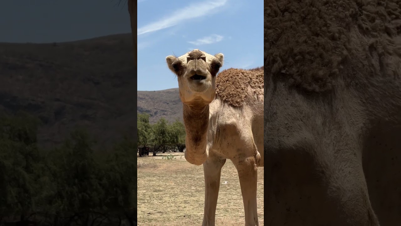 One of the camel at Oman Salalah #shorts #oman