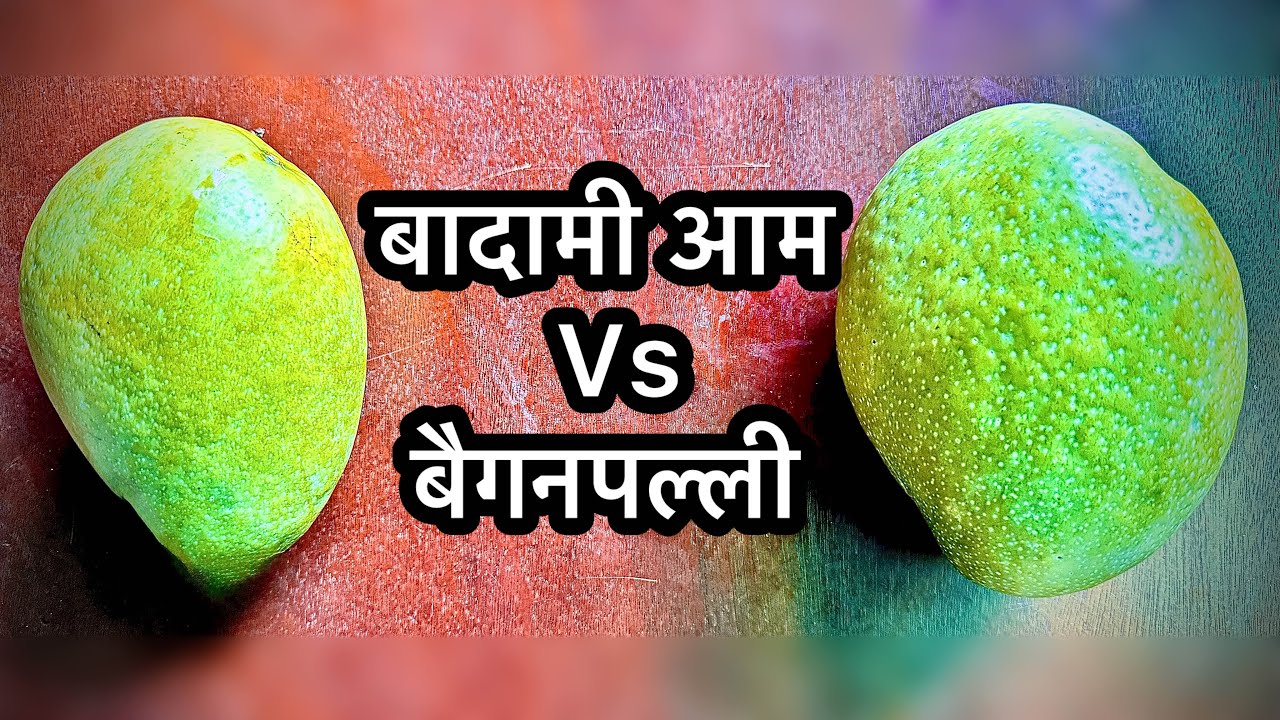 बादामी आम और बैगनपल्ली आम में फर्क देखिए!