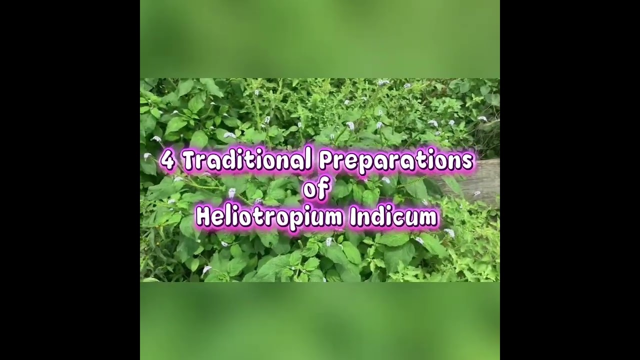 Heliotropium Indicum | Powerful Herbal Benefits & Traditional Preparation