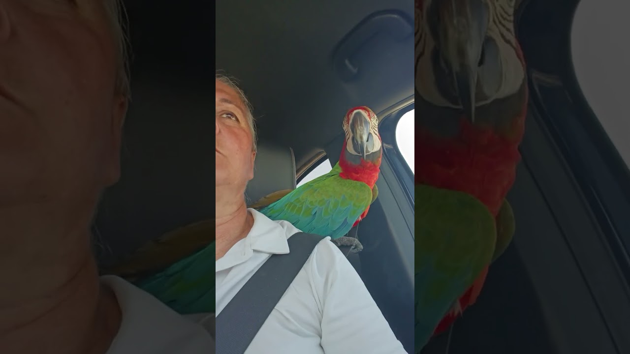 Konuşan papağan ile sohbet#parrot #araararauna #viralvideo #konuşanpapağan #konuşankuş #aramacaw