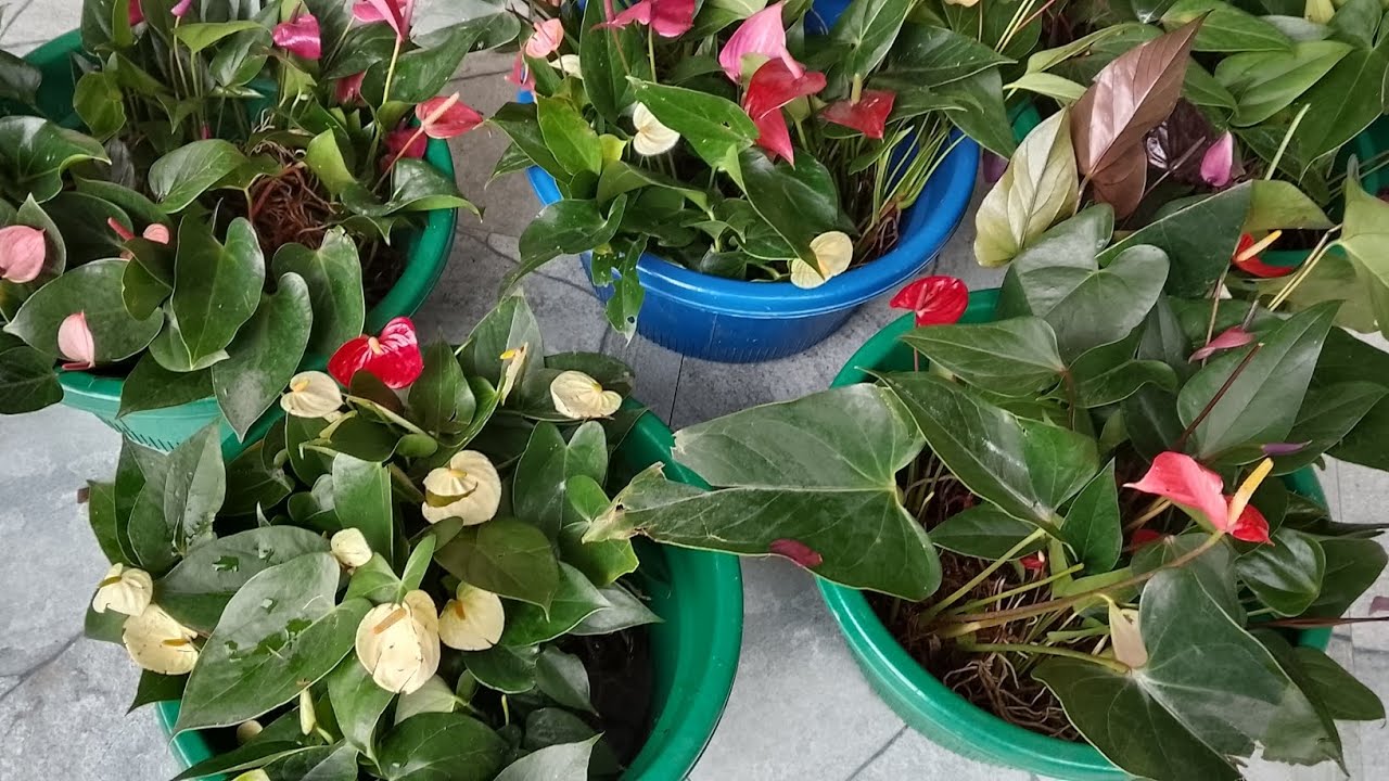 Bangkok Anthuriyan #0772106907 #garden #lifeisbutadream #anthuriyan #gardentrees #