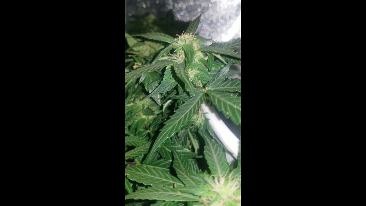 Indoor grow! First time DWC Grow! Autoflowers.