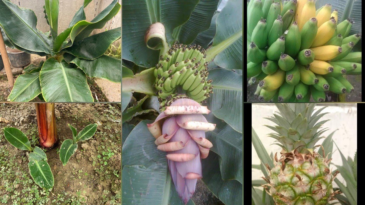 Банан. Несколько секретов по выращиванию