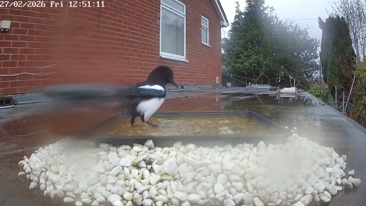 Magpies bathing, 27th February 2026