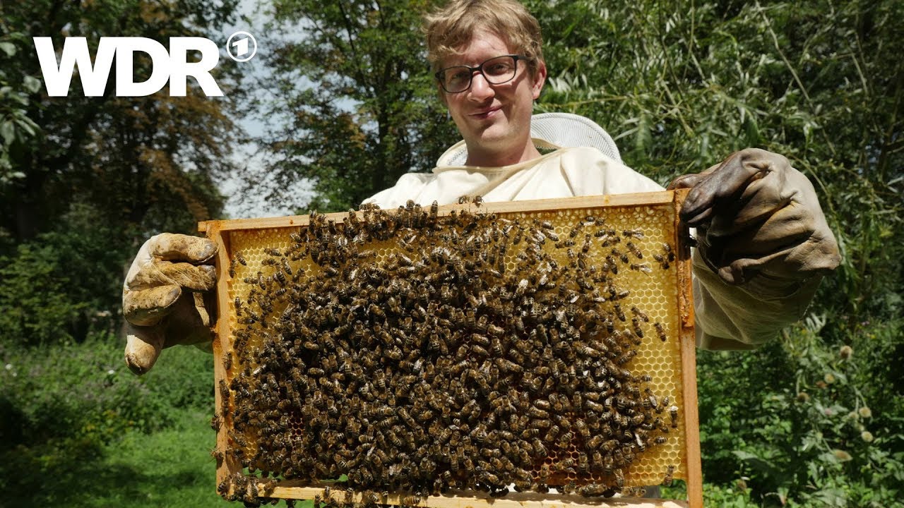 neuneinhalb &ndash; Deine Reporter: Bienensterben | WDR