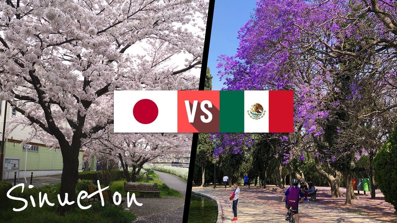 JACARANDA VS SAKURA ¿Qué tan similares son? - Sinueton