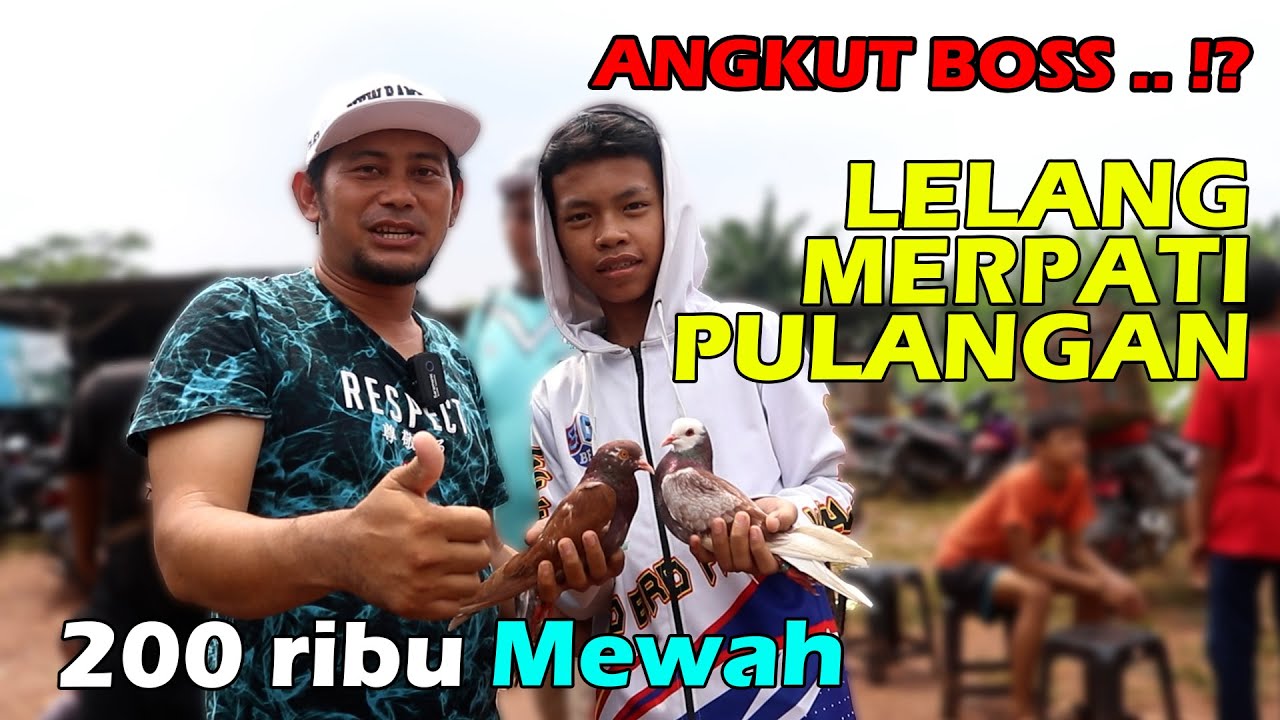 DUEL BID SENGIT ! MERPATI BLANTONG MEWAH LAKU 200 RIBU